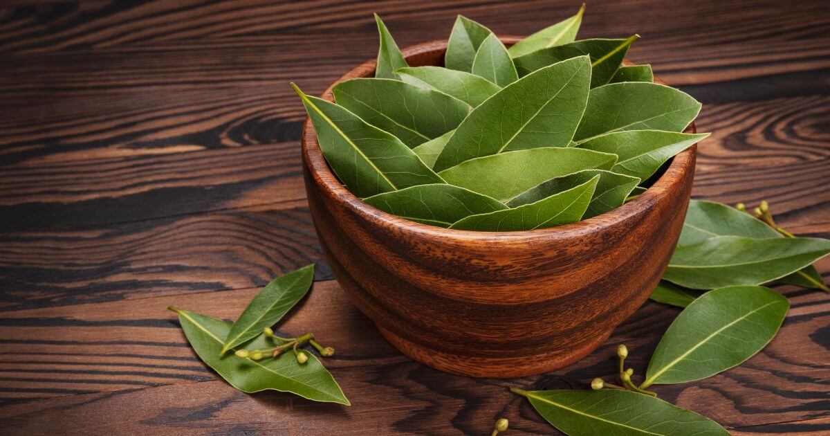 bay-leaf-meaning-in-malayalam