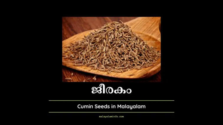 Cumin Seeds in Malayalam