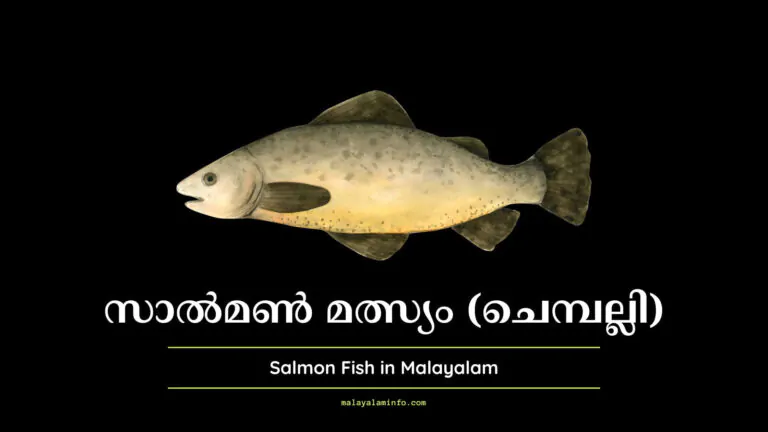 Salmon Fish in Malayalam