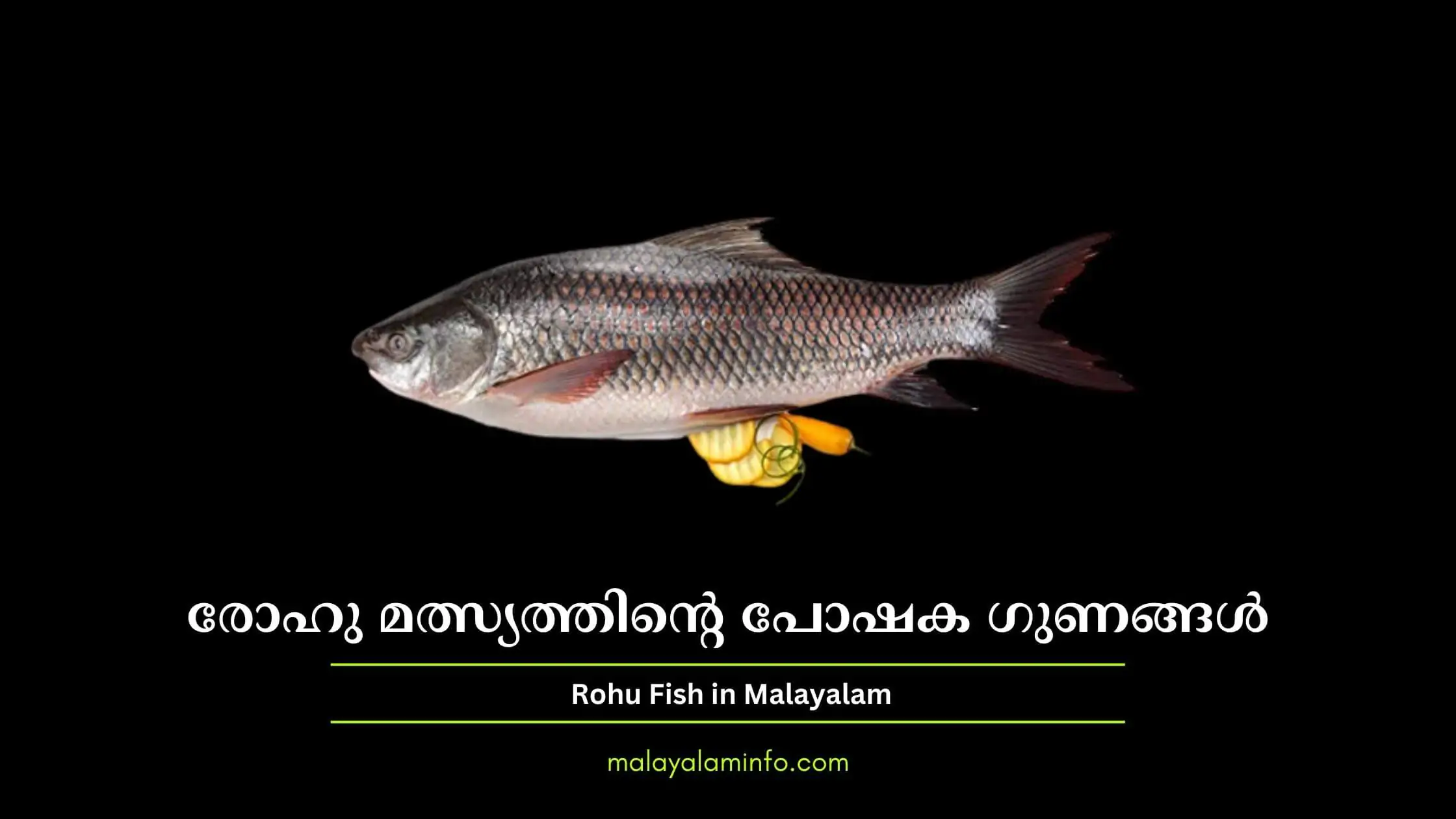 Rohu Fish in Malayalam, health benefits and nutritional benefits